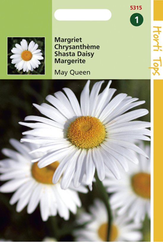 Margerite May Queen (Leucanthemum) 1100 Samen